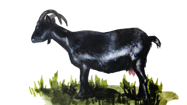 бенгальская черная порода коз