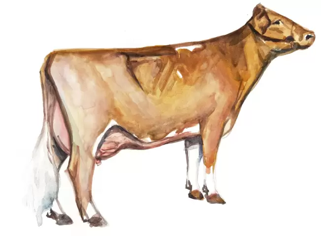 Гернзейская порода коров
