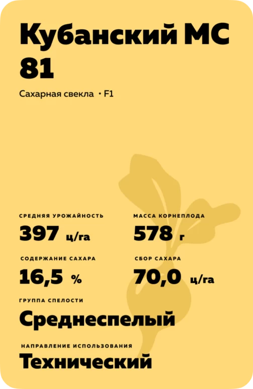 Кубанский МС 81 гибрид сахарной свеклы