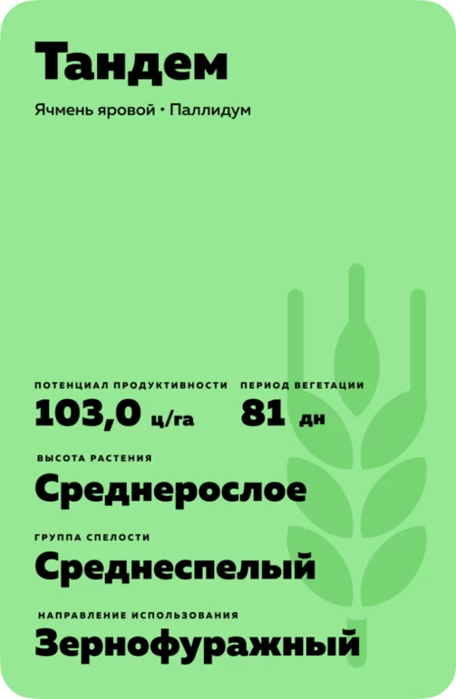 Тандем сорт ярового ячменя