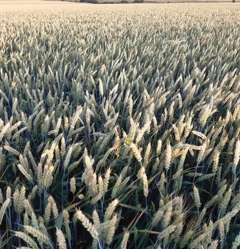 Влияние предшественников на урожайность озимой пшеницы сортов Таня и Нота 
