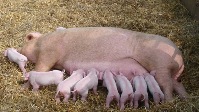 Британская вислоухая (британский лоп) – порода свиней