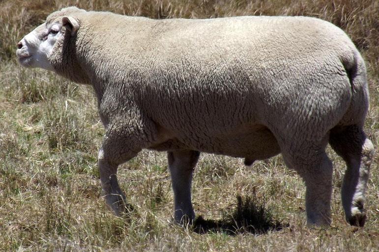 Порода овец – Иль-де-Франс