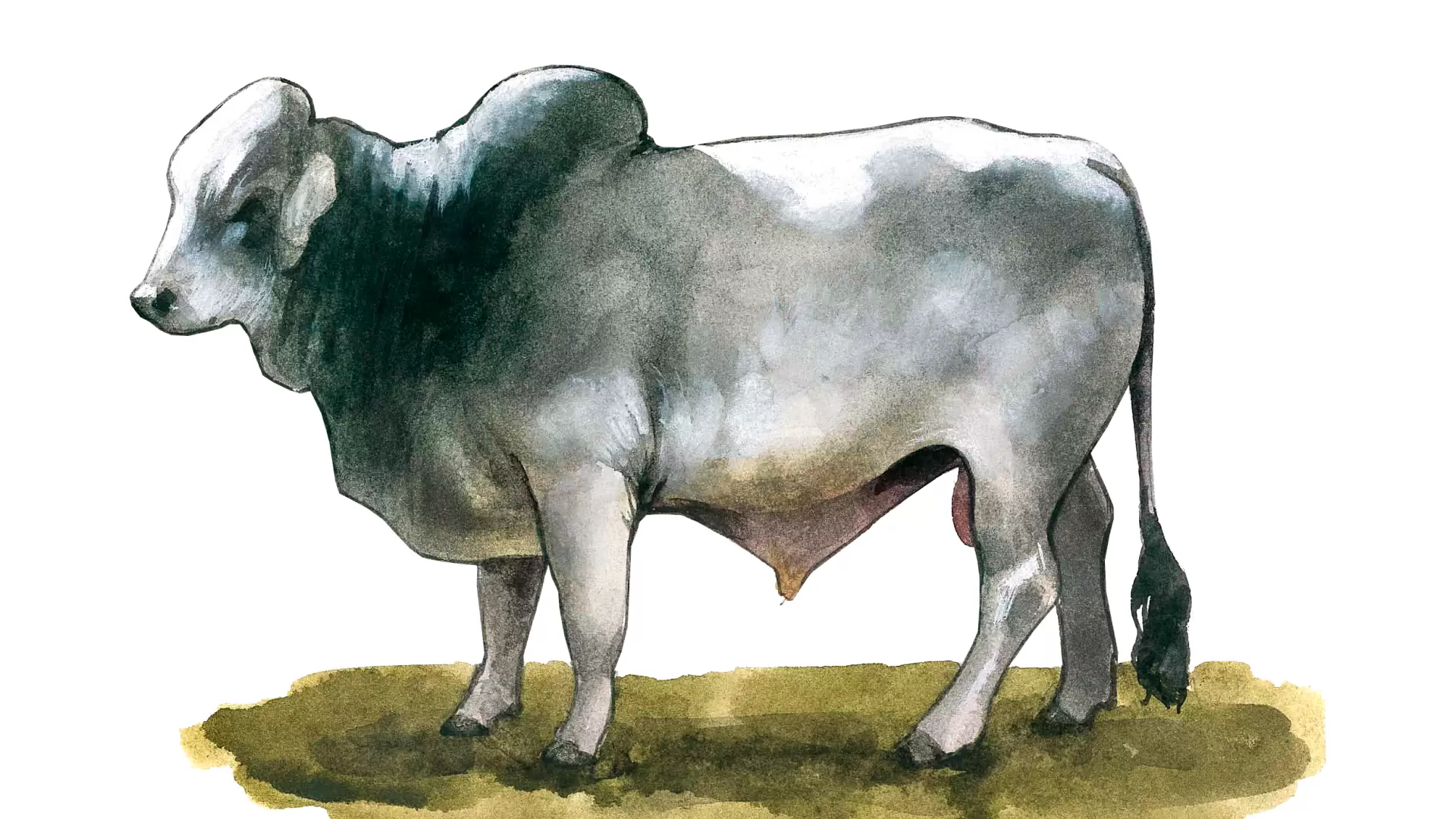 Брахман порода коров: описание, характеристики и отзывы о содержании и разведении