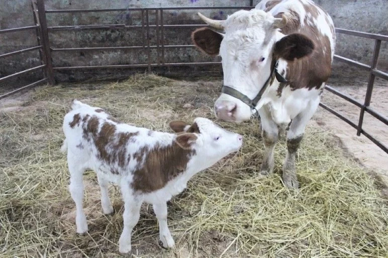 🐮 В Подмосковье получили первое в России потомство от клонированной коровы