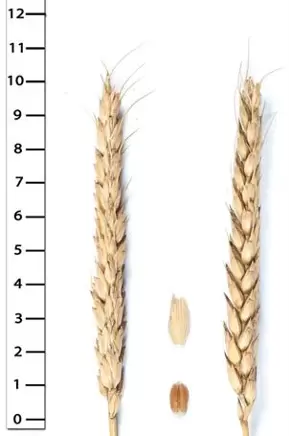 Антонина сорт мягкой озимой пшеницы