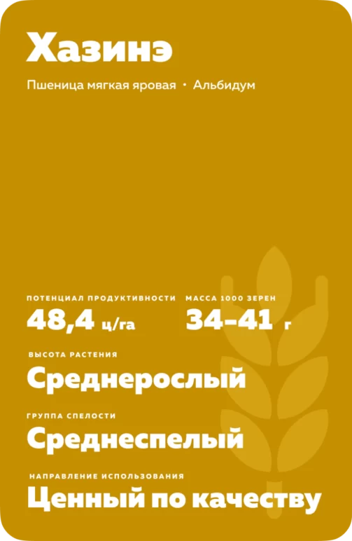Хазинэ