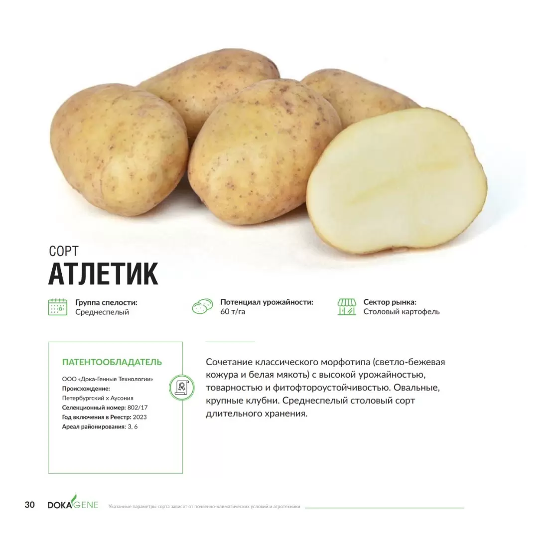 Атлетик - картофель. Характеристики и отзывы