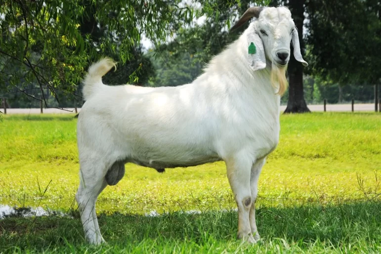 Саванна - порода коз