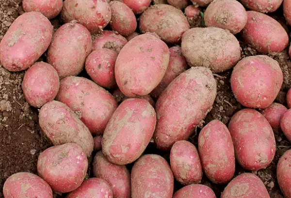 Алуэт - картофель. Характеристики и отзывы