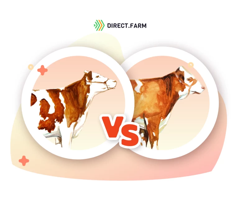 Сравнительная характеристика симментальской и монбельярдской пород коров