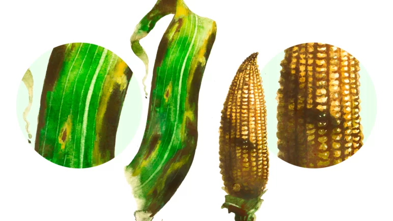 Южный гельминтоспориоз кукурузы, гельминтоспориоз кукурузы