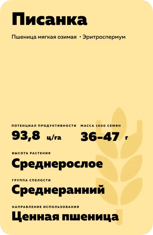 Писанка сорт мягкой озимой пшеницы