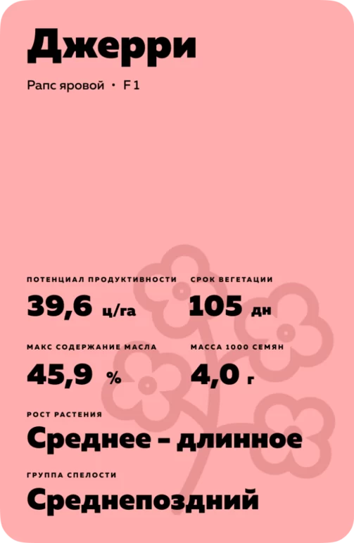 Джерри (JERRY) рапс яровой