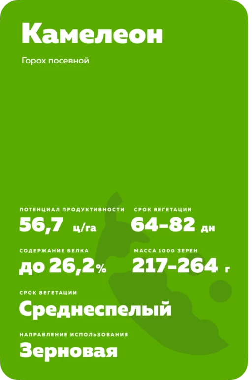 Камелеон ® - сорт гороха посевного (Pisum sativum L.).