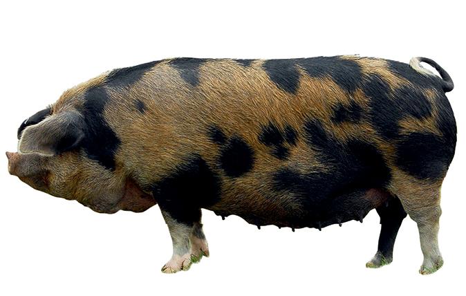 Миргородская (миргородская рябая) порода свиней