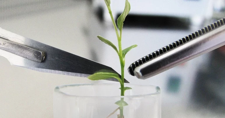 Клонирование растений становится автоматизированным