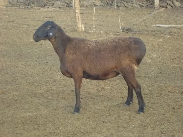 Ордабасинская порода овец