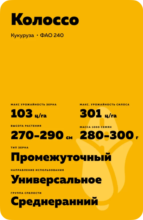 Колоссо (KOLOSSO)