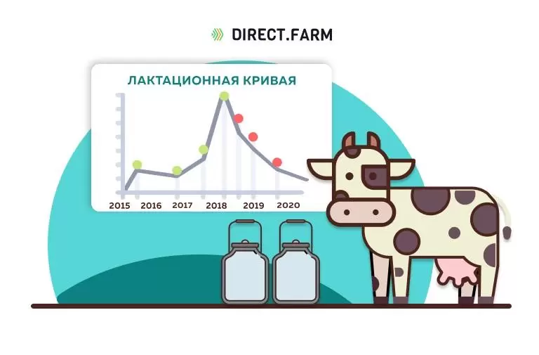 Как продлить продуктивный срок коров?