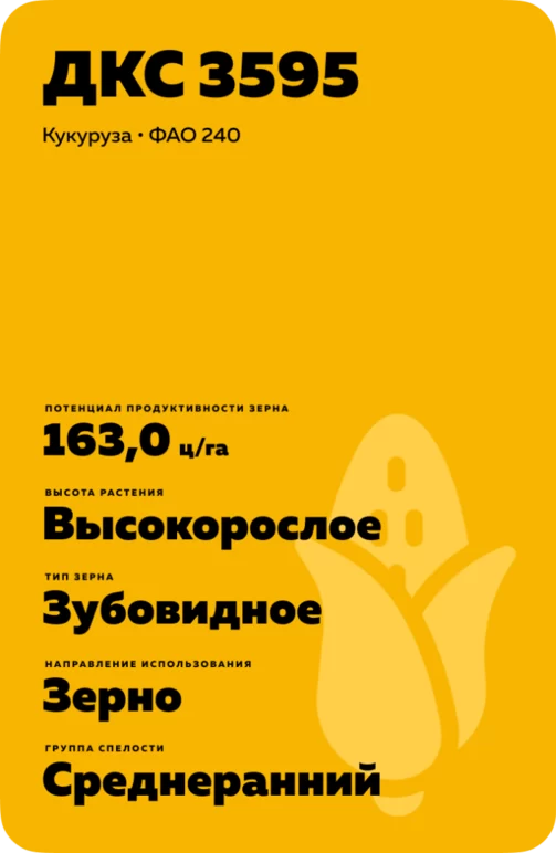 ДКС 3595 гибрид кукурузы