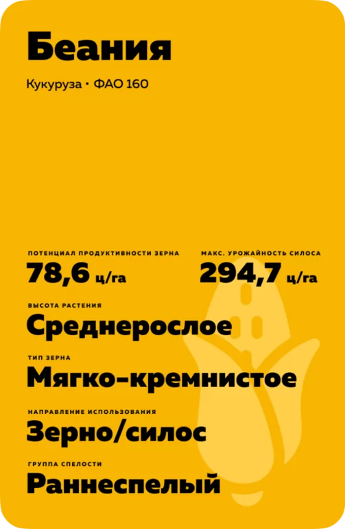 Беания гибрид кукурузы