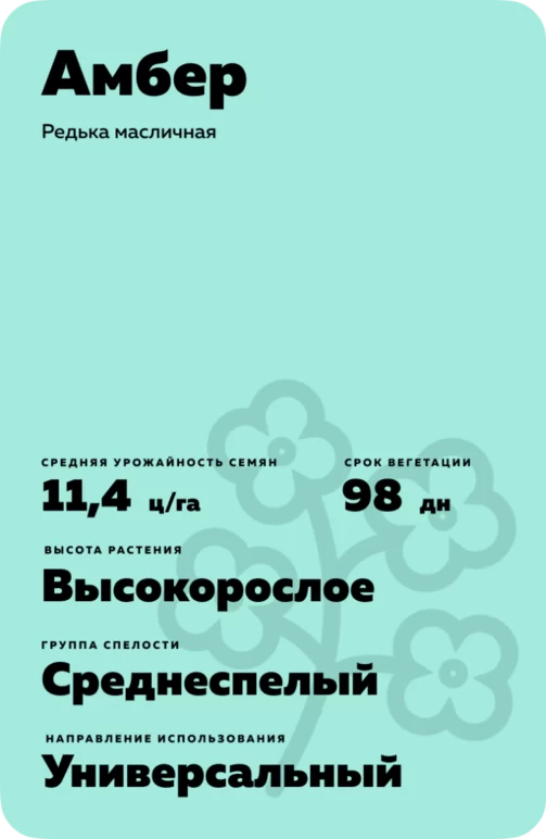 Амбер