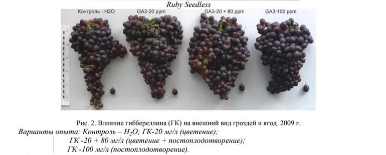 Регуляторы роста в подавлении развития семян винограда и ускорении развития ягод
