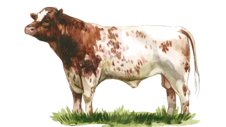 Шортгорнская порода коров