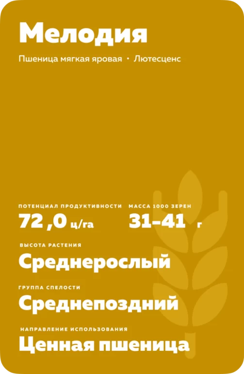 Мелодия пшеница мягкая яровая