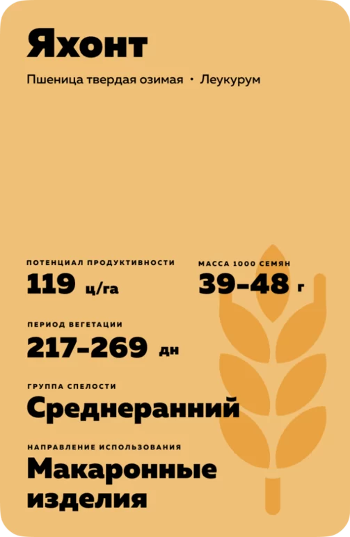Яхонт сорт твердой озимой пшеницы