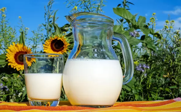 Производство молока и селекционно-племенная работа в сельхоз предприятиях