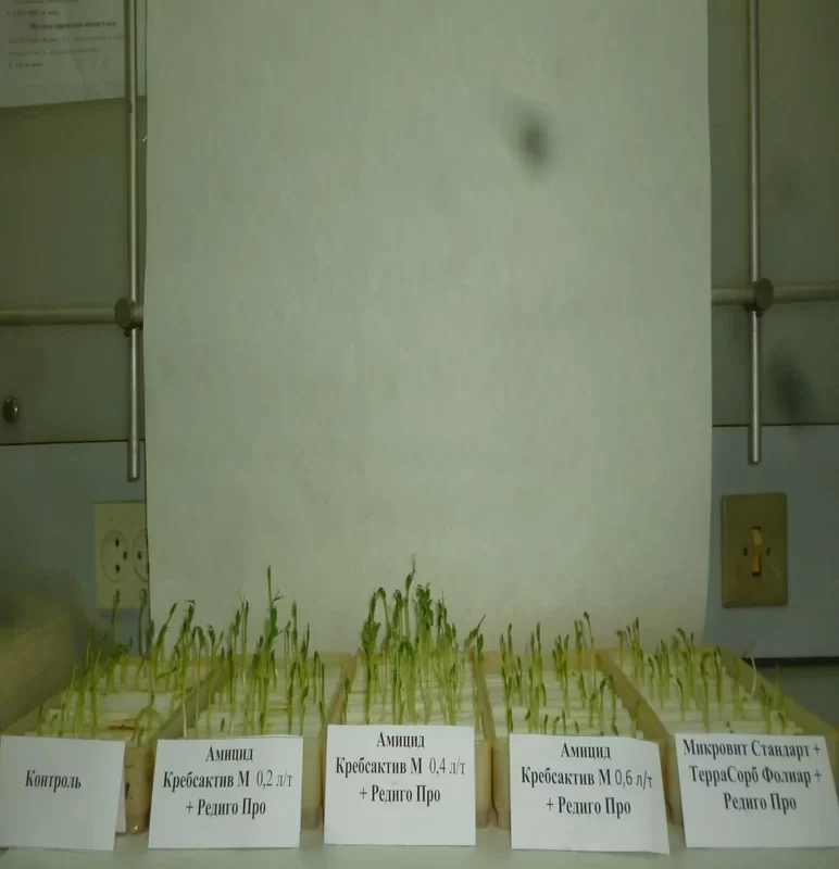 Лабораторные испытания препарата «Амицид Кребсактив М» при протравке семян