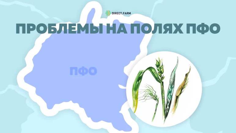 Угроза: Болезни озимых зерновых культур