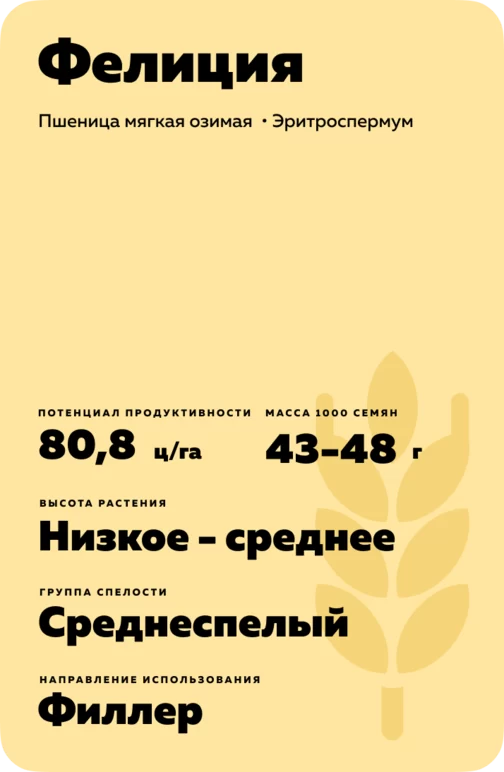Фелиция сорт мягкой озимой пшеницы