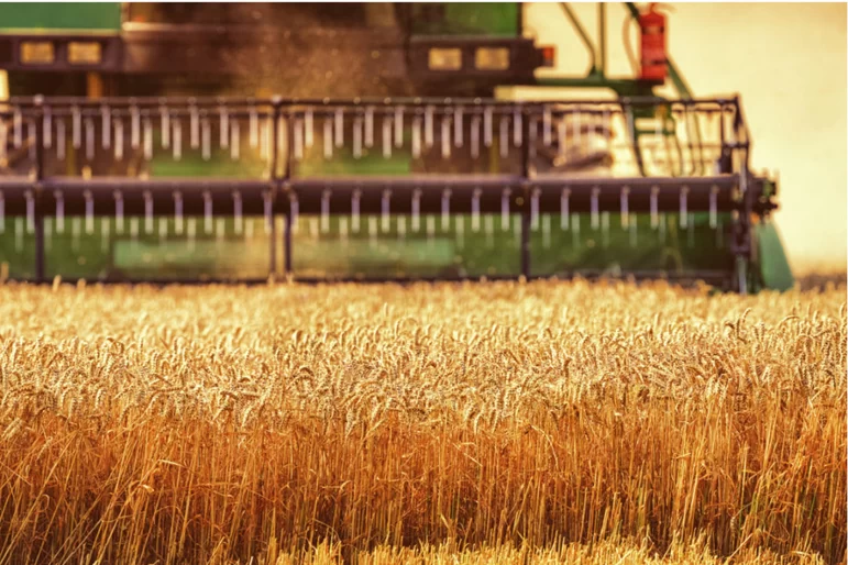 Экспортная пошлина на пшеницу снова снизится с 5 октября