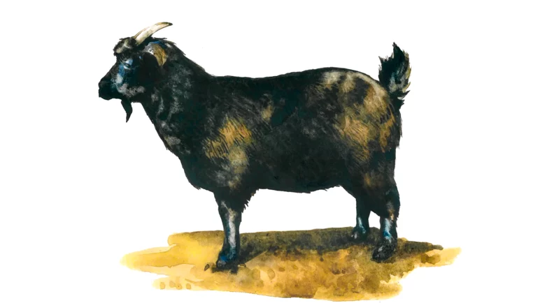 Придонская порода коз