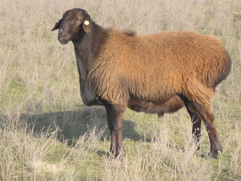 Ордабасинская порода овец