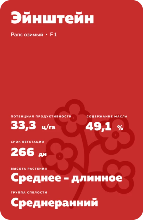 Эйнштейн (EINSTEIN) рапс озимый