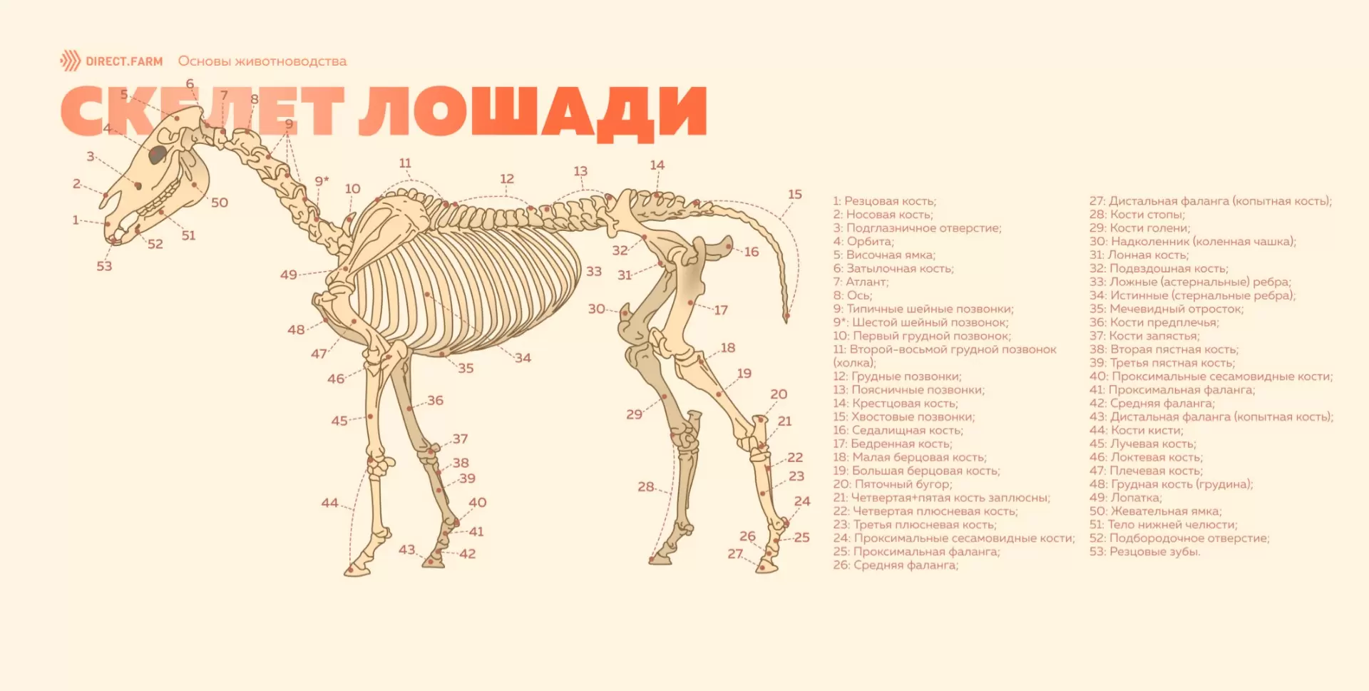 Особенности строения скелета лошади