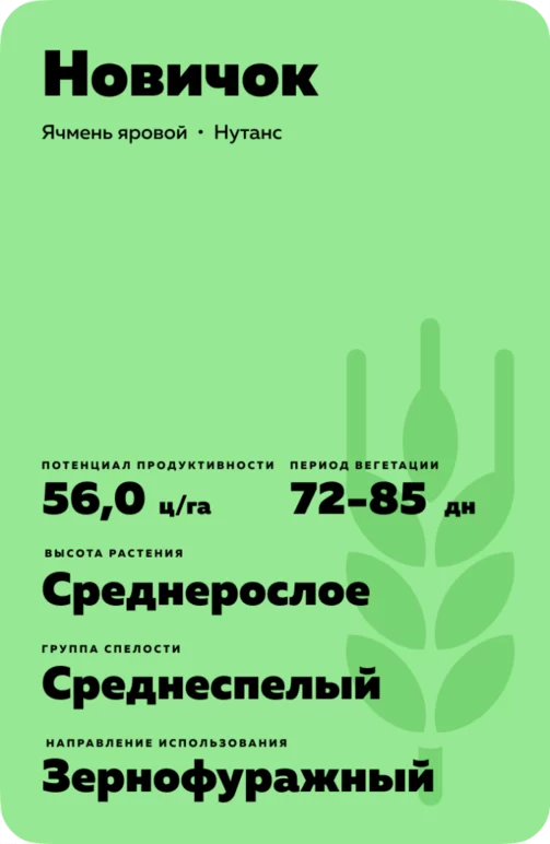 Новичок сорт ячменя ярового