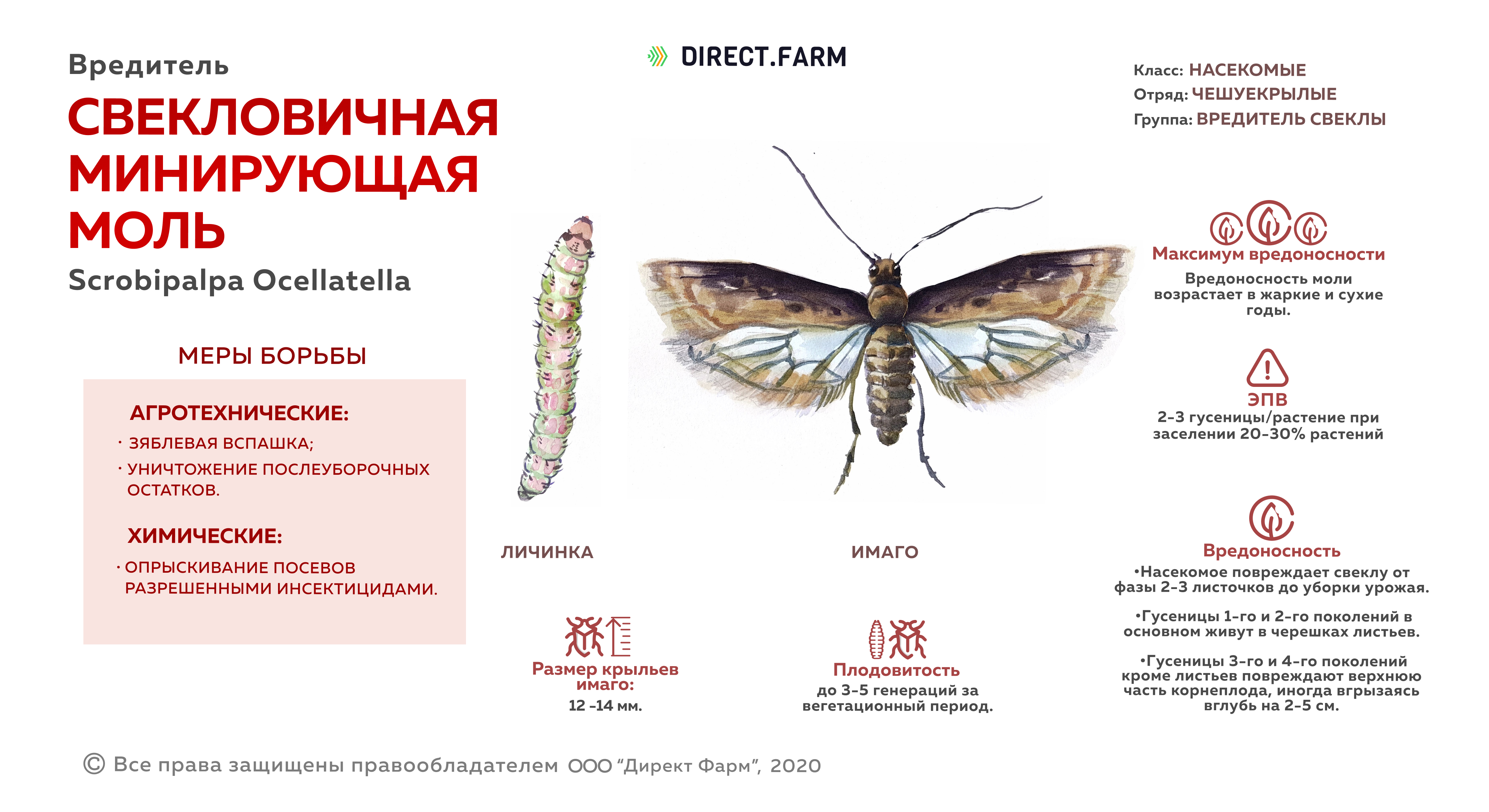 Моль при какой температуре. Свекловичная минирующая моль Scrobipalpa ocellatella. Личинки свекловичной минирующей моли. Свекловичная минирующая моль- Gnorimoschema ocellatella Boyd.. Минирующая моль на свекле.