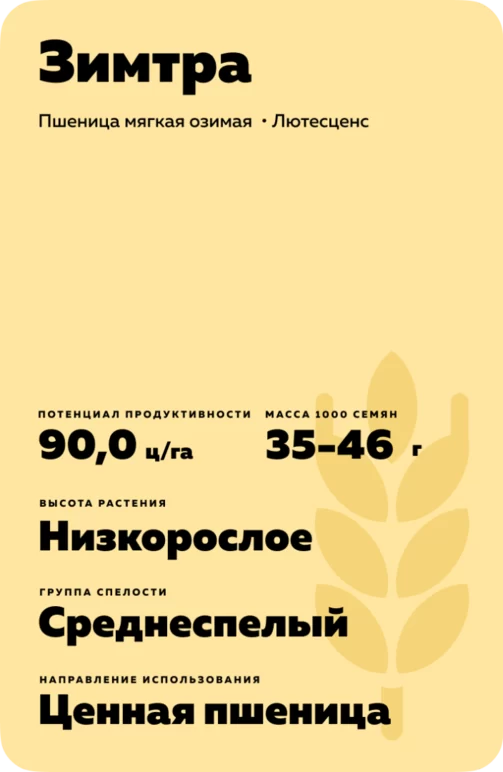 Зимтра сорт мягкой озимой пшеницы