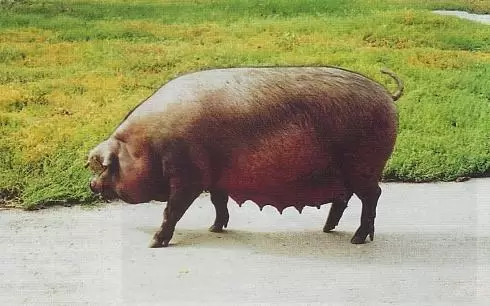 Уржумская – порода свиней