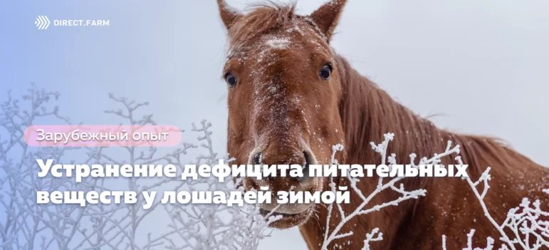 Как предотвратить дефицит питательных веществ у лошадей зимой