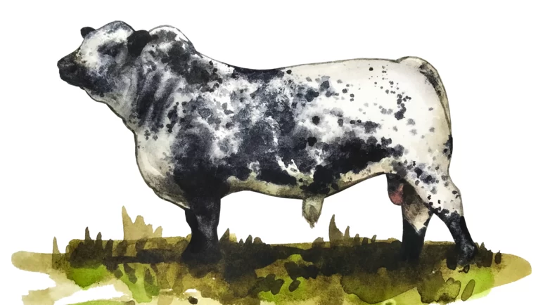 Порода коров Спекл Парк