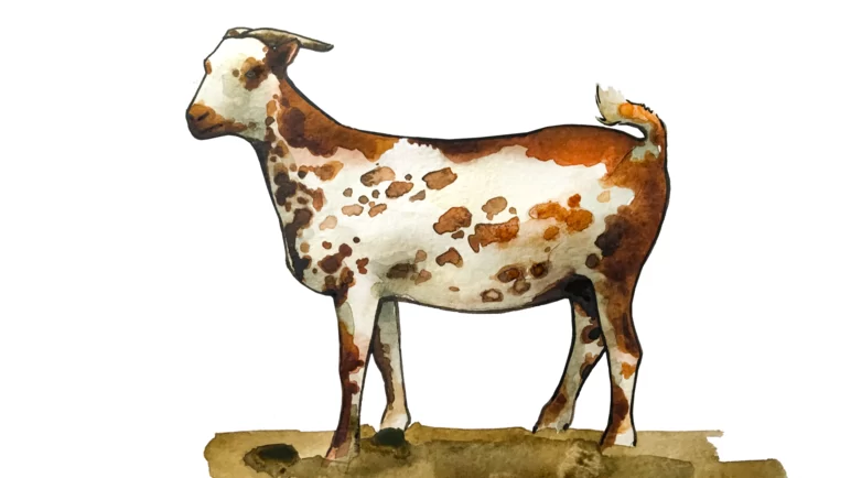 Барбари – порода коз