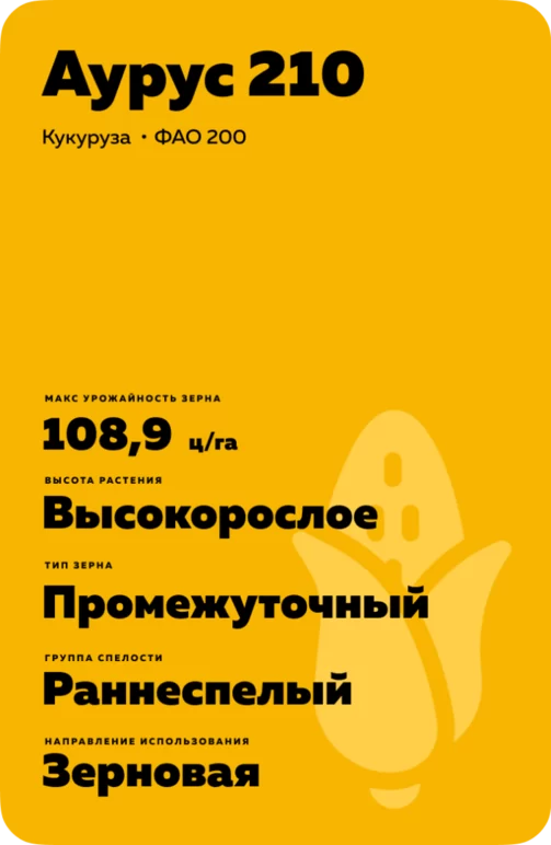 АУРУС 210 - гибрид кукурузы ( Zea mays L.).