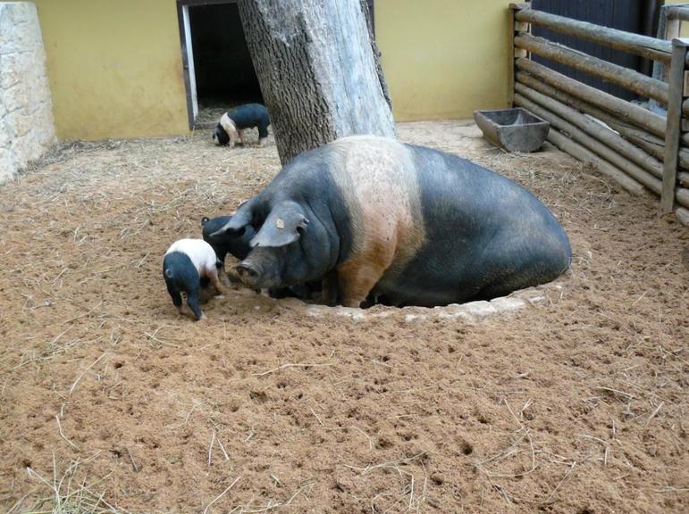 Пржезлетицкая черно-пегая порода свиней