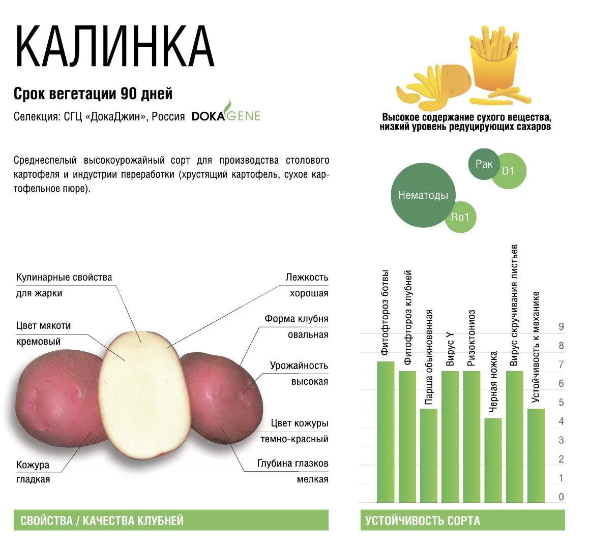 Калинка - картофель. Характеристики и отзывы